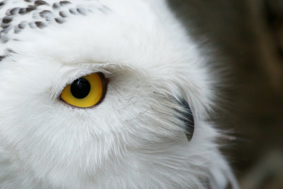 Белая Сова с голубыми глазами (31 фото)