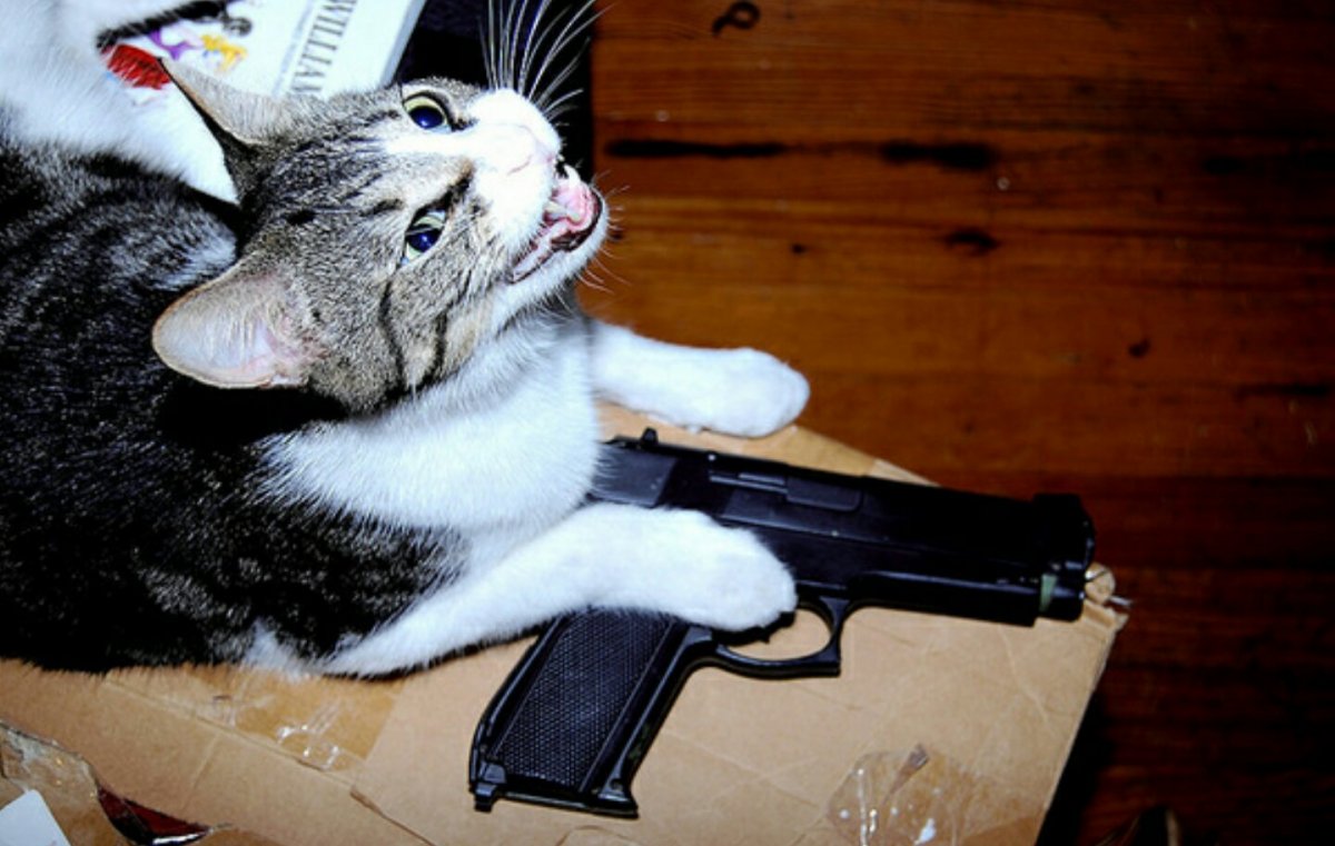 Коты с оружием (23 фото)