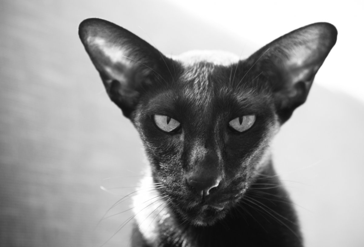 Черный кот с большими ушами (26 фото)