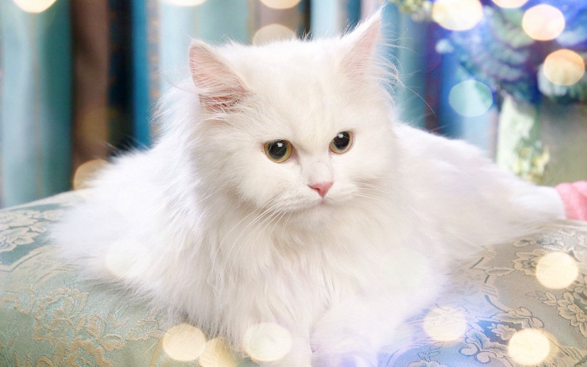 Белые пушистые коты порода (26 фото)