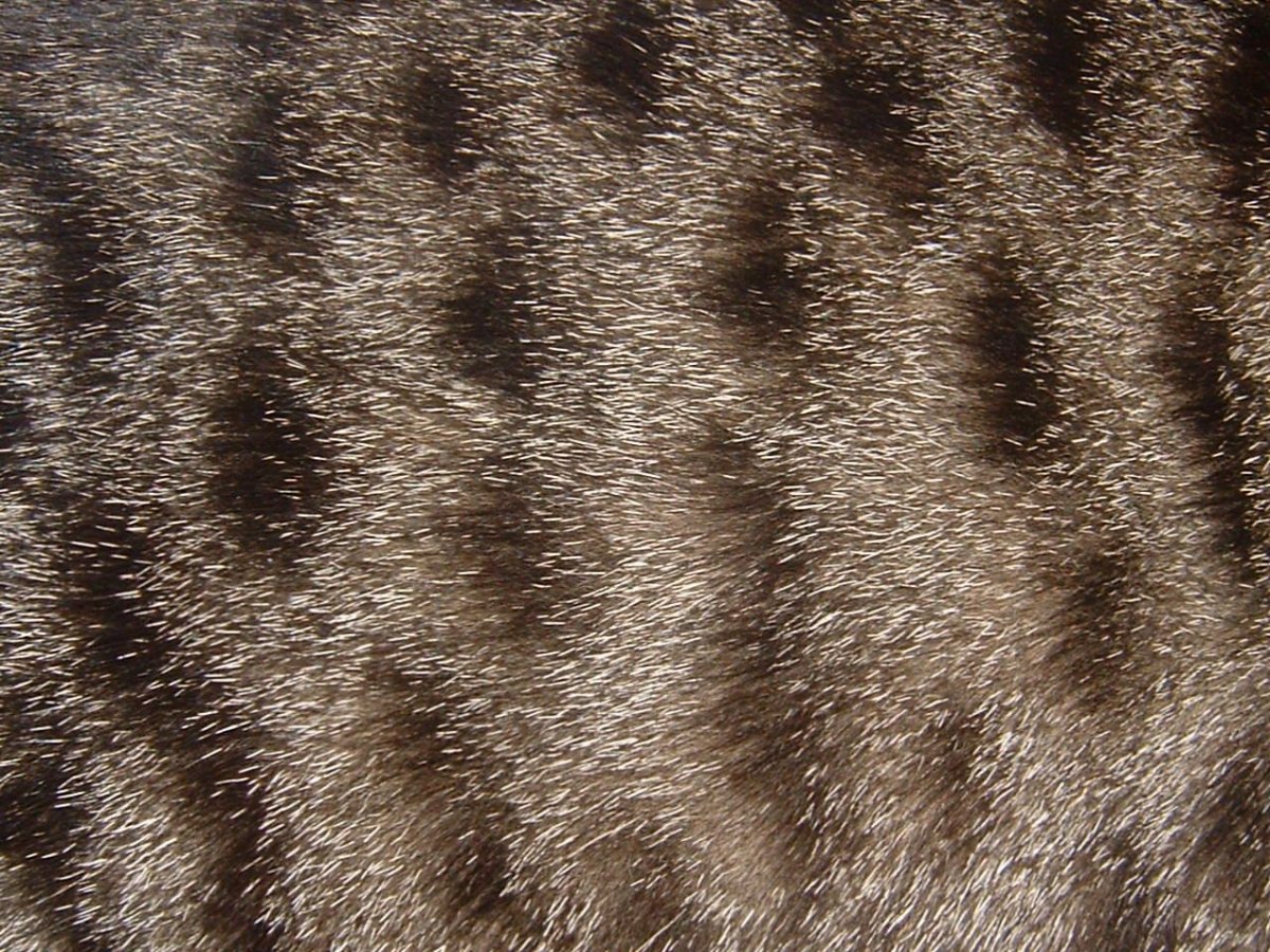 Шерсть кошки под микроскопом (19 фото)