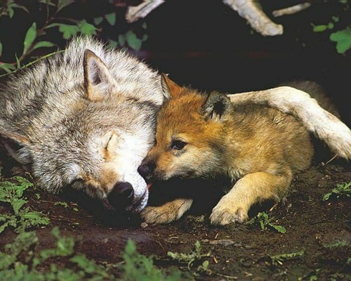 Лиса и волк вместе (29 фото)