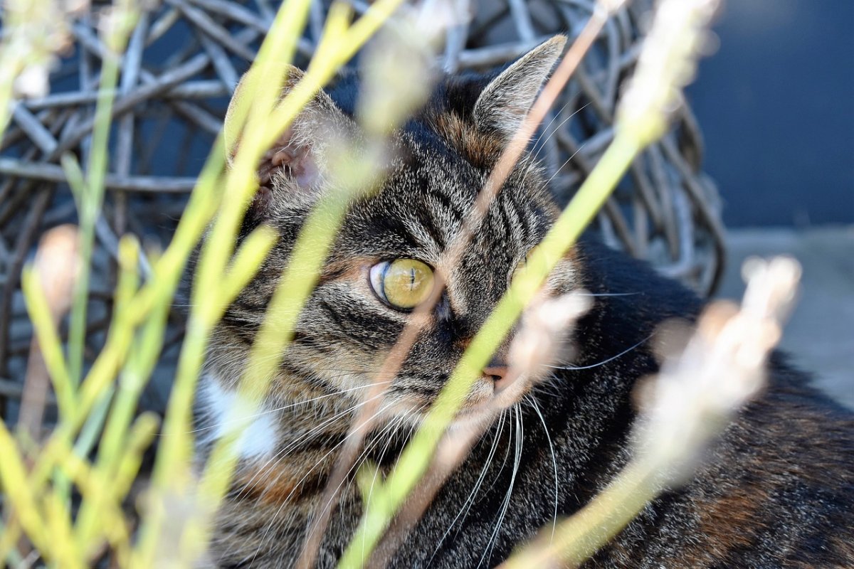 Кот скумбрия (29 фото)