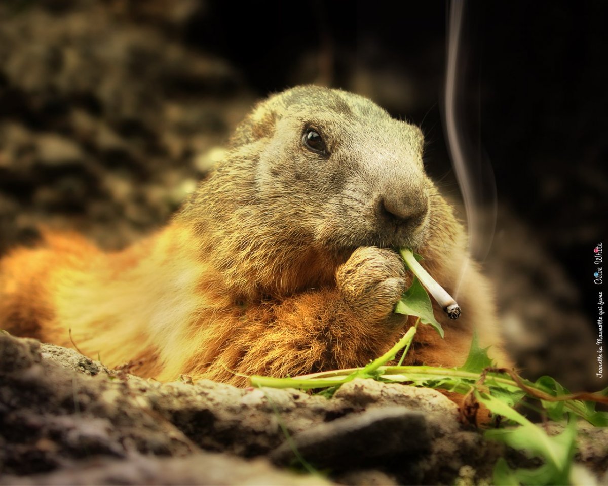Животные с сигаретой (30 фото)
