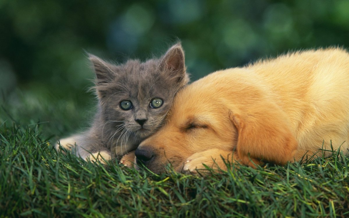 Самые милые котята и щенки (29 фото)