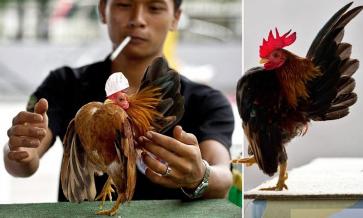 Самая маленькая курица в мире (30 фото)
