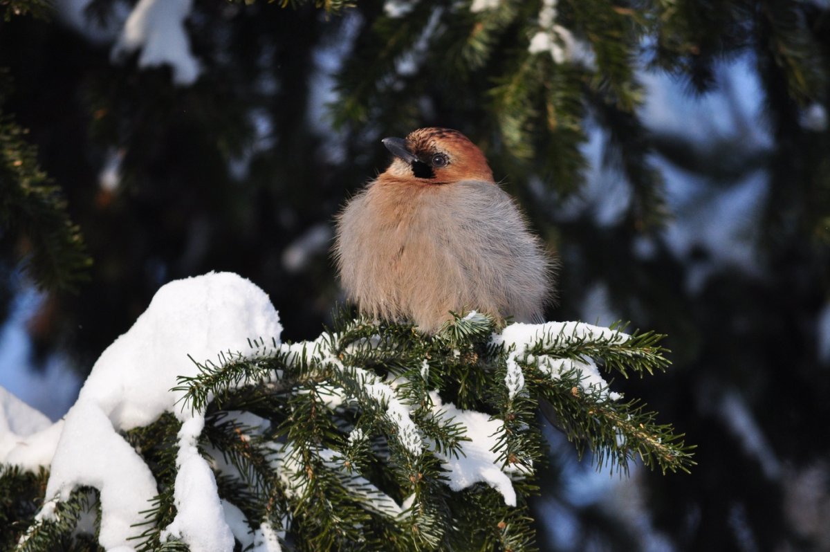 Сойка птица зимой (21 фото)