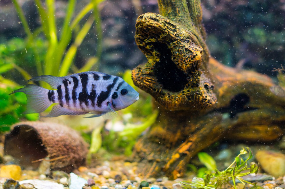 Цихлиды полосатые аквариумные рыбки (30 фото)