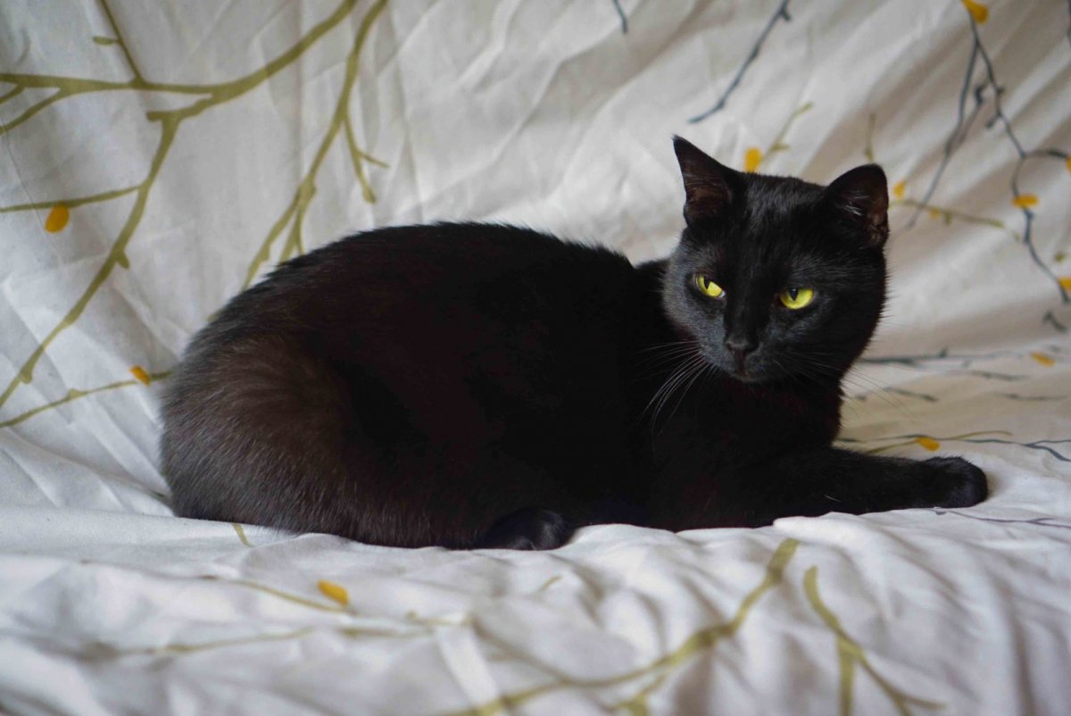 Метис кошка черная (31 фото)