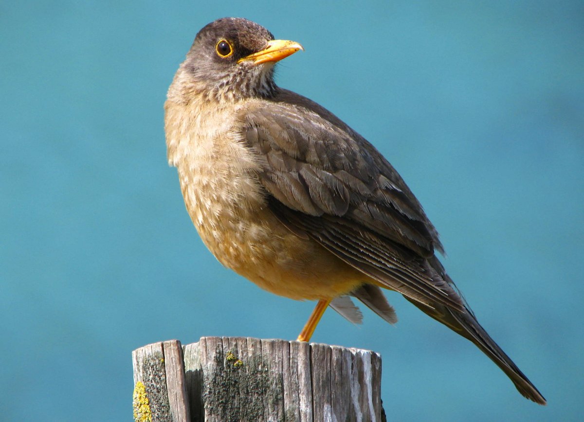 Маленькая птица с желтым клювом (32 фото)