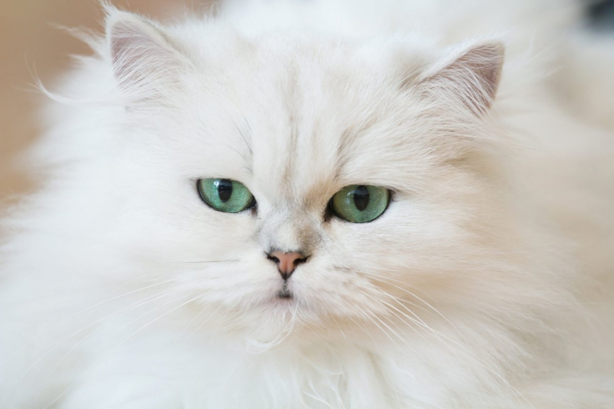 Персидский кот белый с голубыми глазами (24 фото)