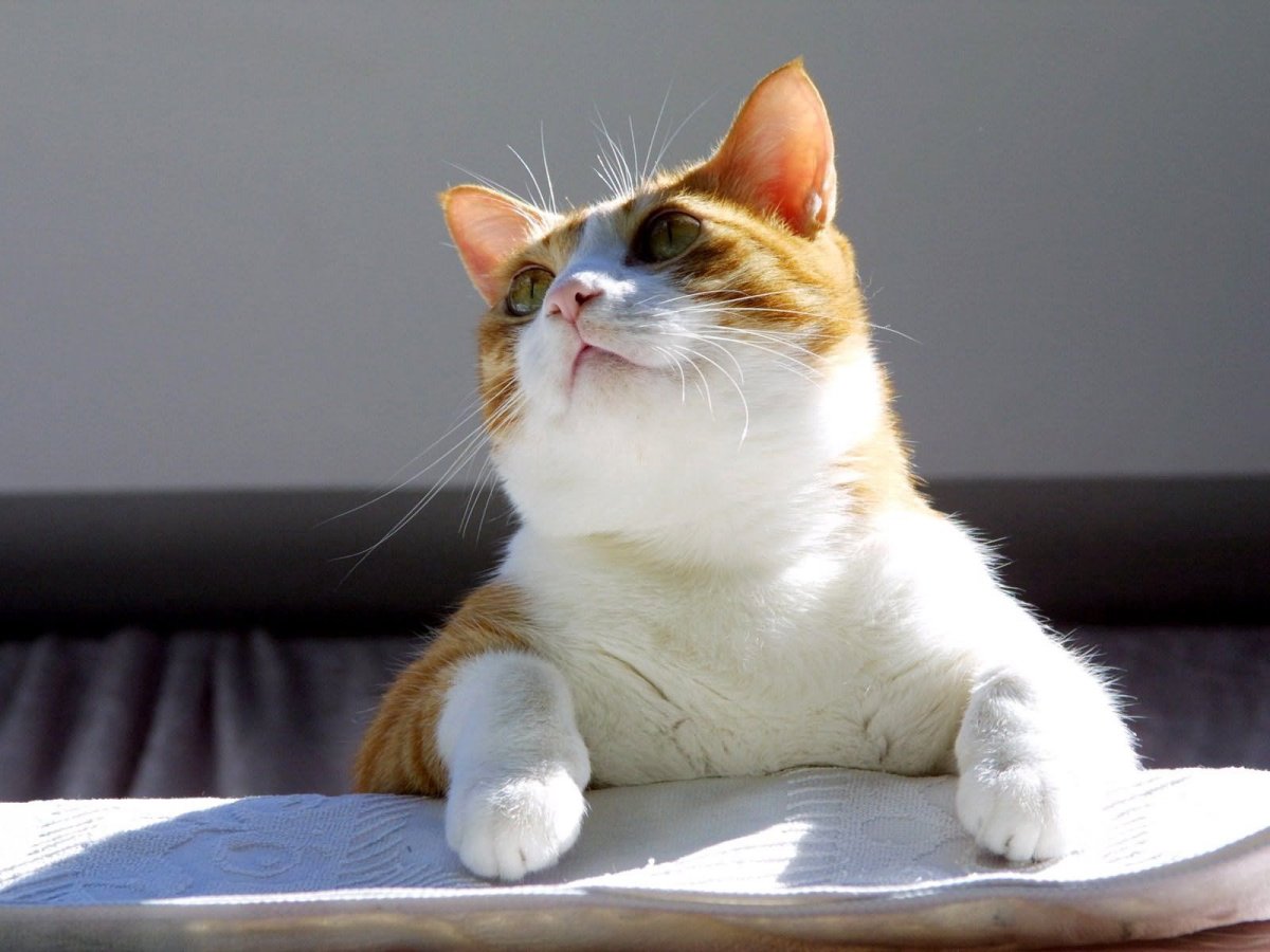 Толстый довольный кот (20 фото)