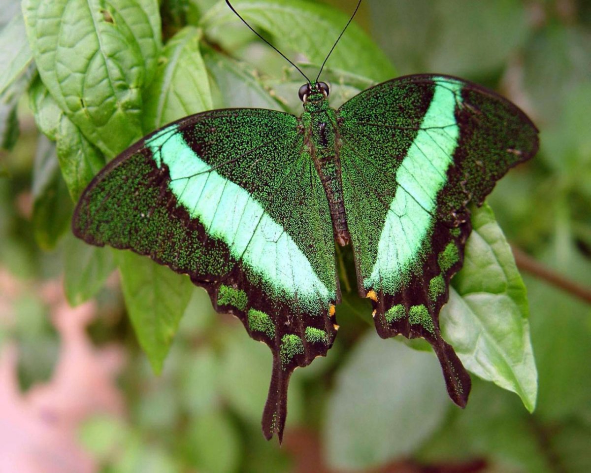 Бабочка зеленого цвета (29 фото)