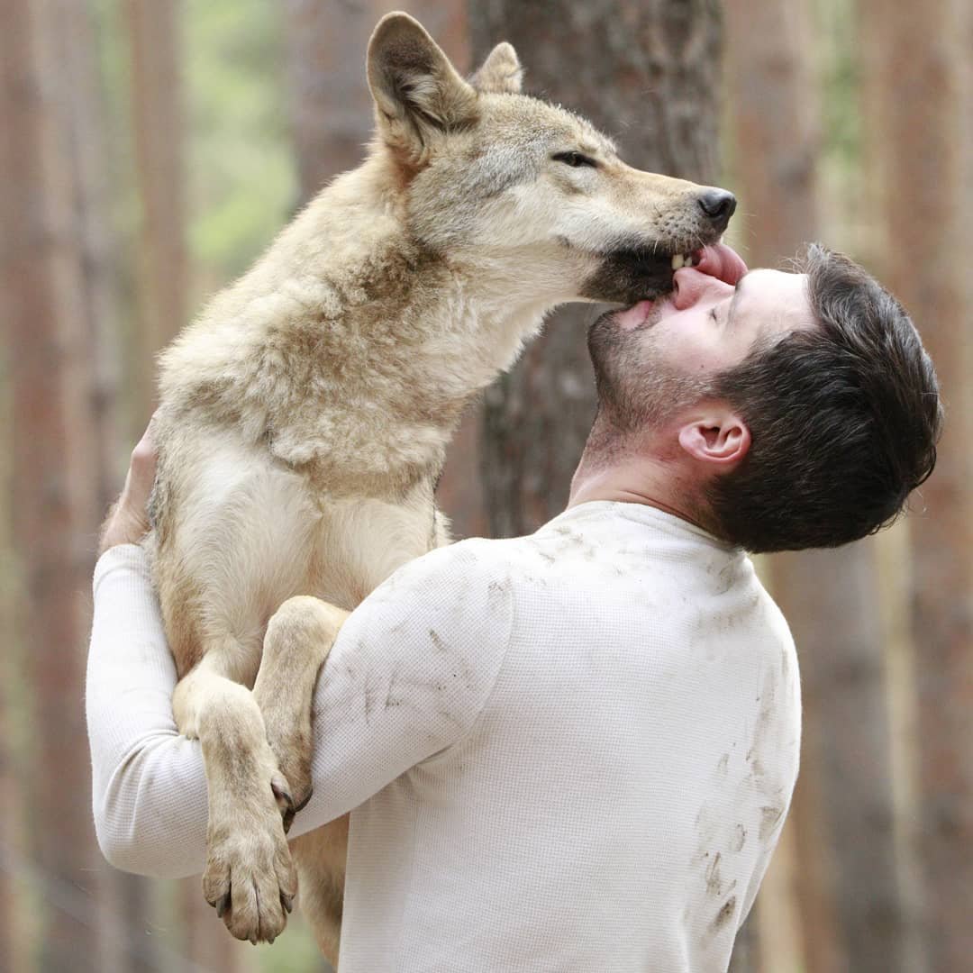Влюблённый волк (58 фото)