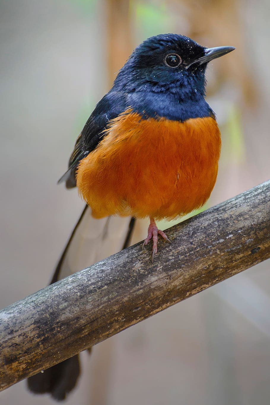 Orange birds. Зарянка Малиновка горихвостка. Птичка горихвостка. Синица горихвостка. Белошапочная горихвостка.