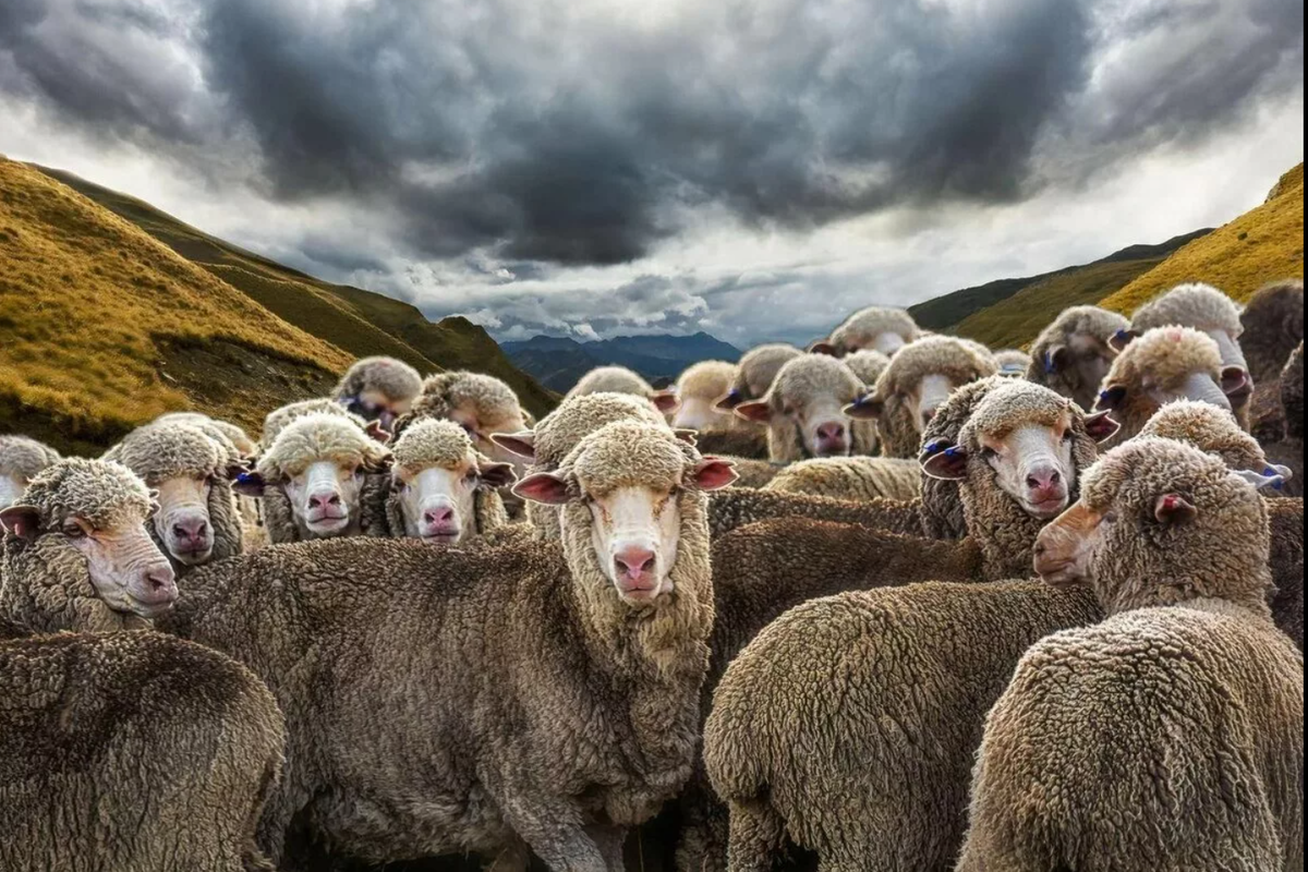 Овцы Уэссан (61 фото)