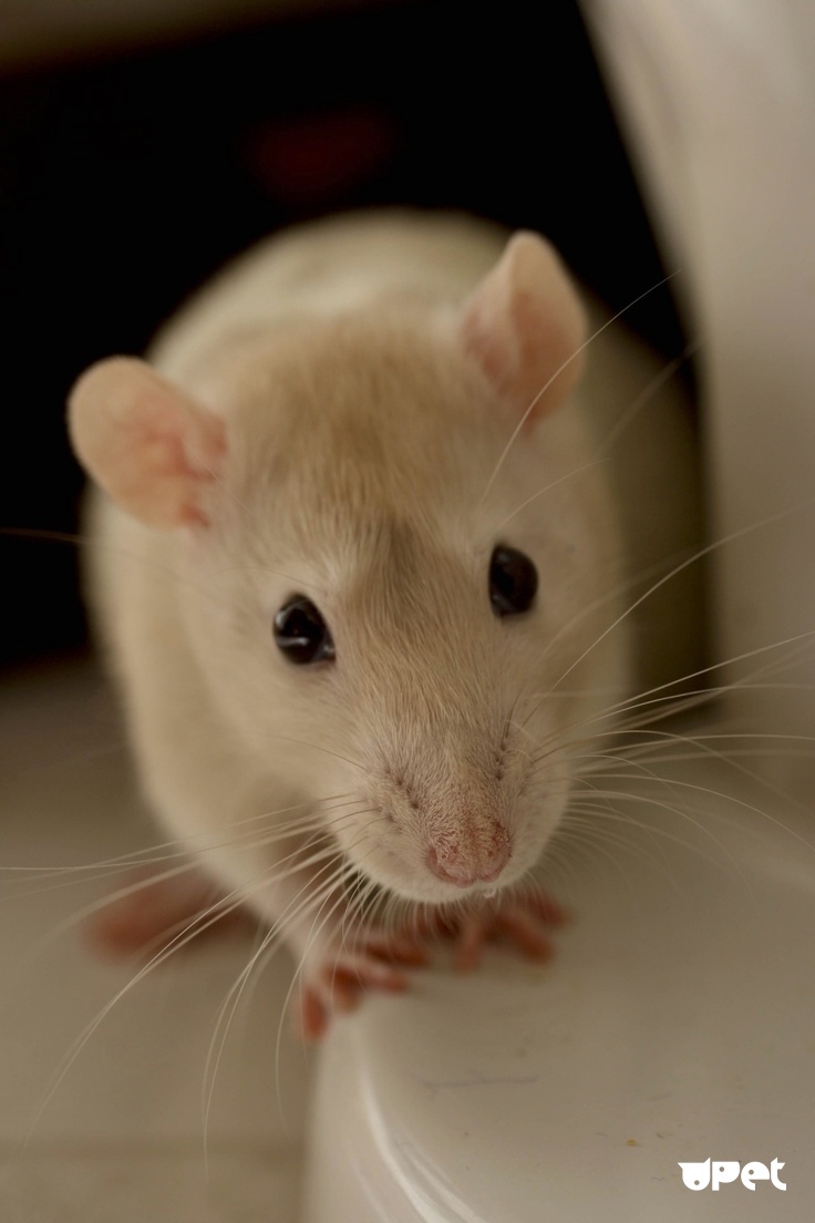 Мышка Дамбо (62 фото)