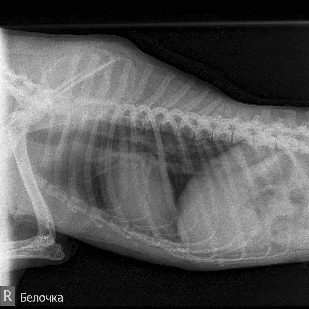 Рентген беременной собаки (58 фото)