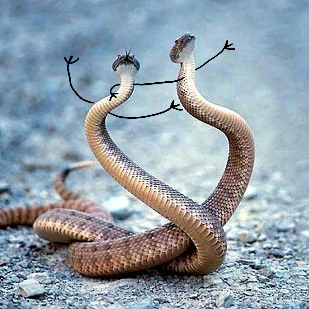Трёхголовая змея (62 фото)