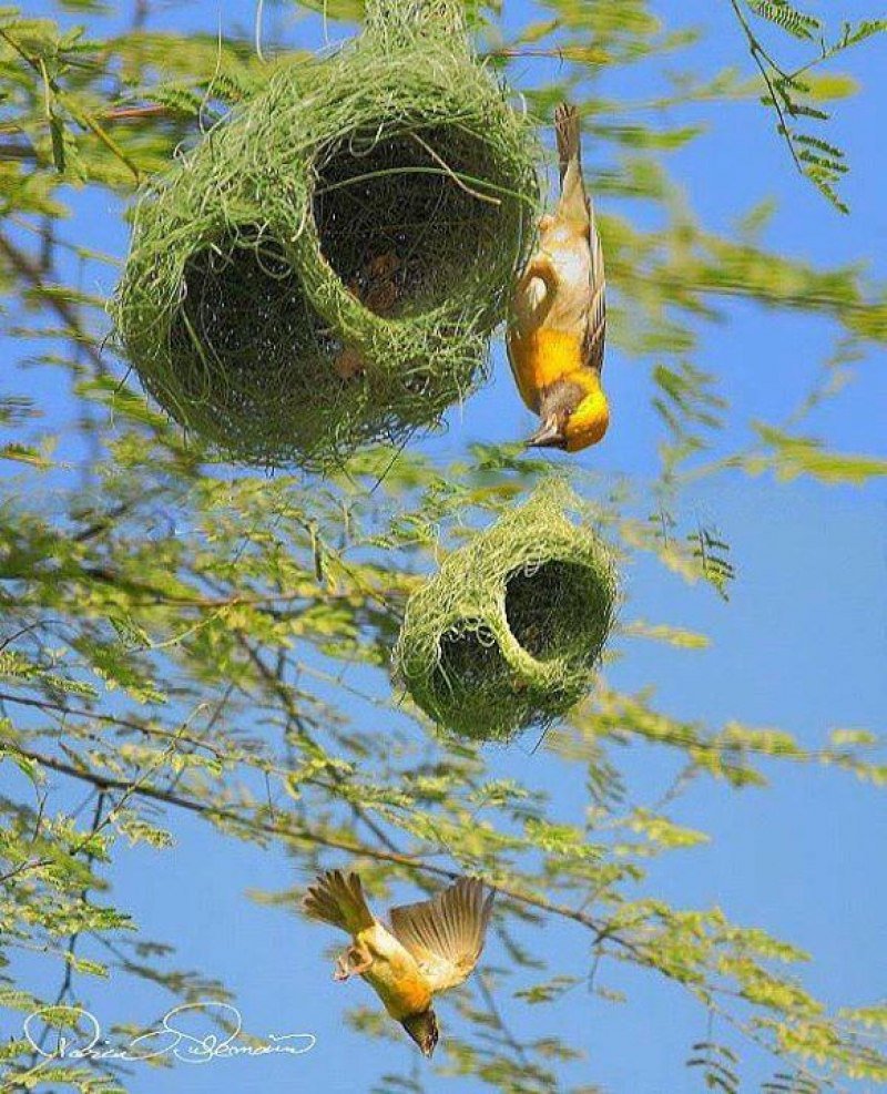 Гнезда птиц (61 фото)