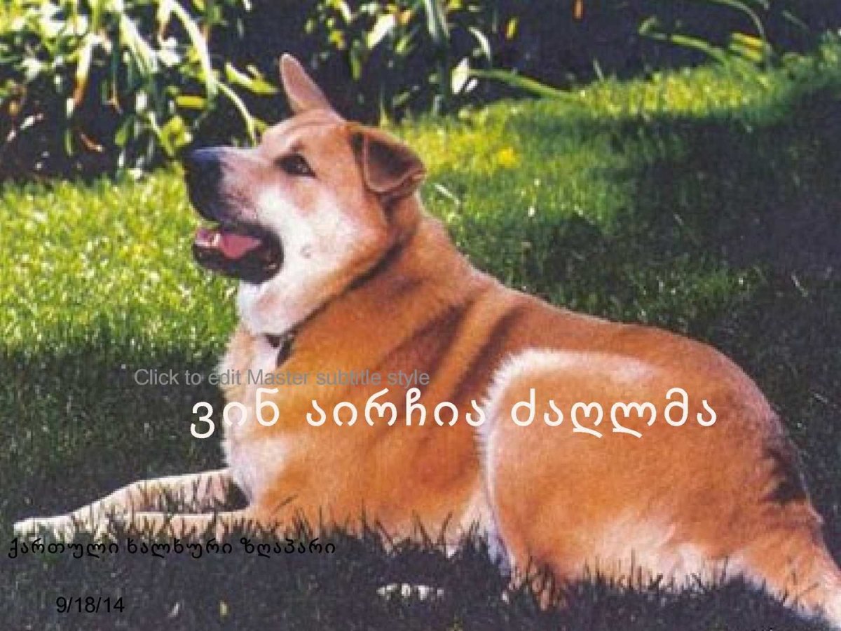 Чинук порода собак (63 фото)