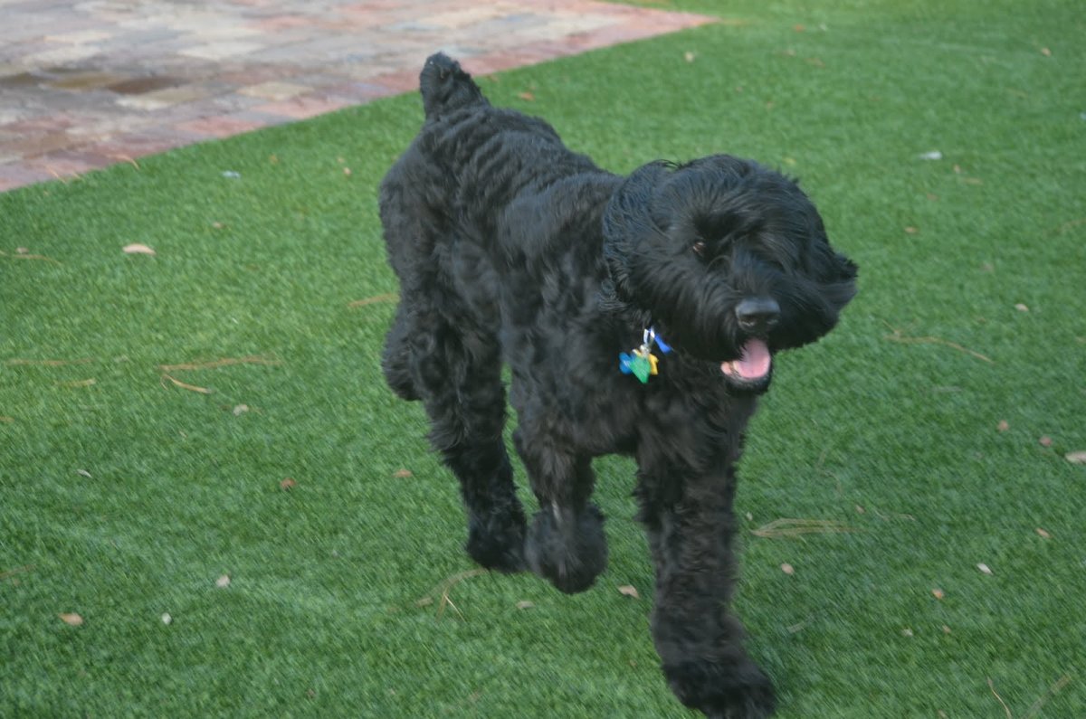 Собака черный терьер (63 фото)