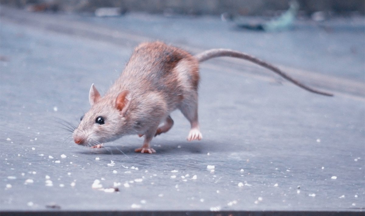 Крыса без хвоста (59 фото)