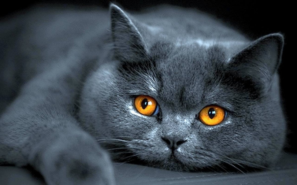 Серый кот с желтыми глазами (64 фото)
