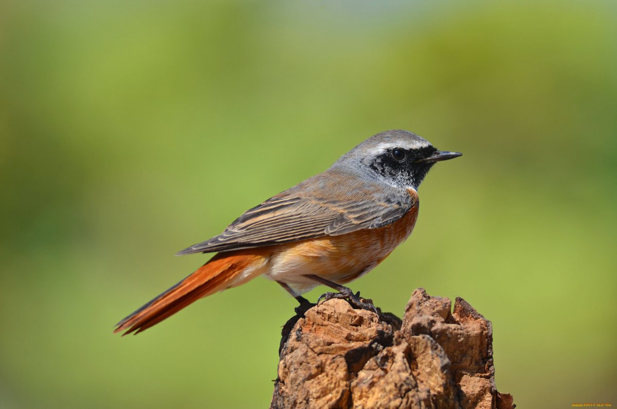 Черная птичка с оранжевым хвостом (62 фото)