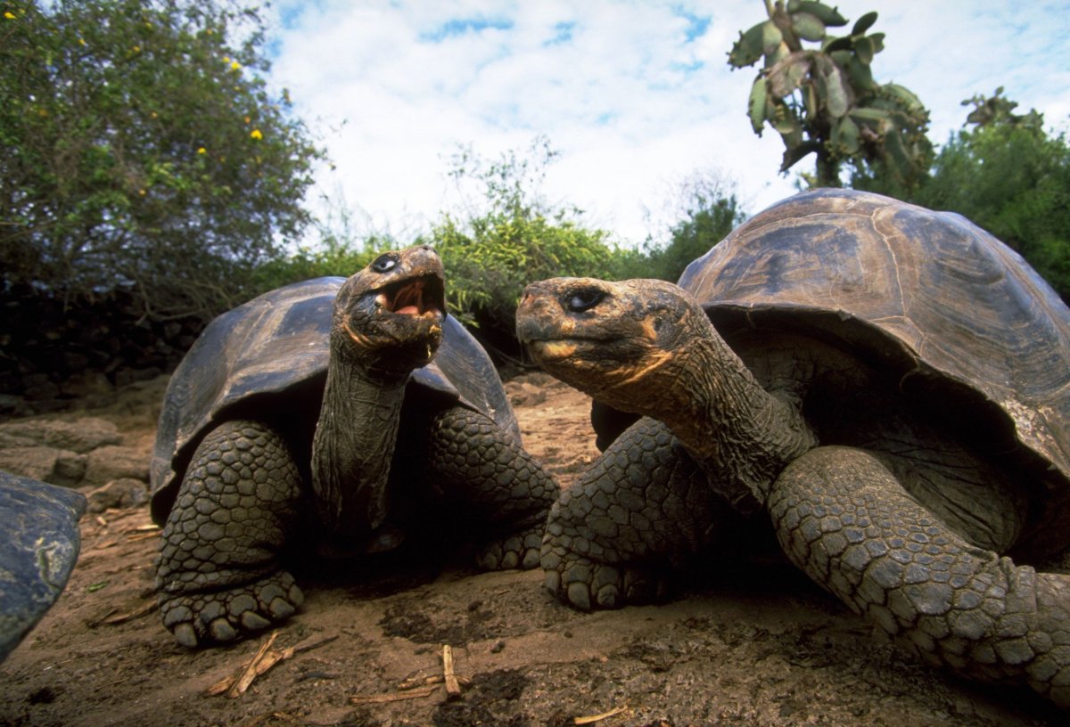 Самая крупная черепаха в мире (58 фото)