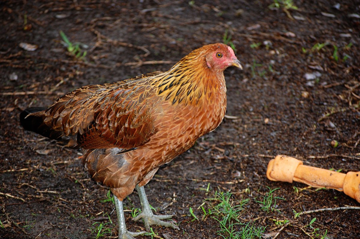 Тульская рыжеперая курица (61 фото)