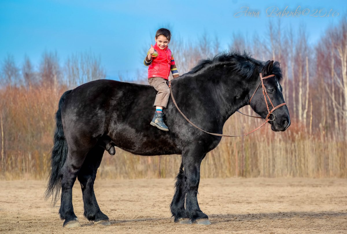 Конь Першерон (65 фото)