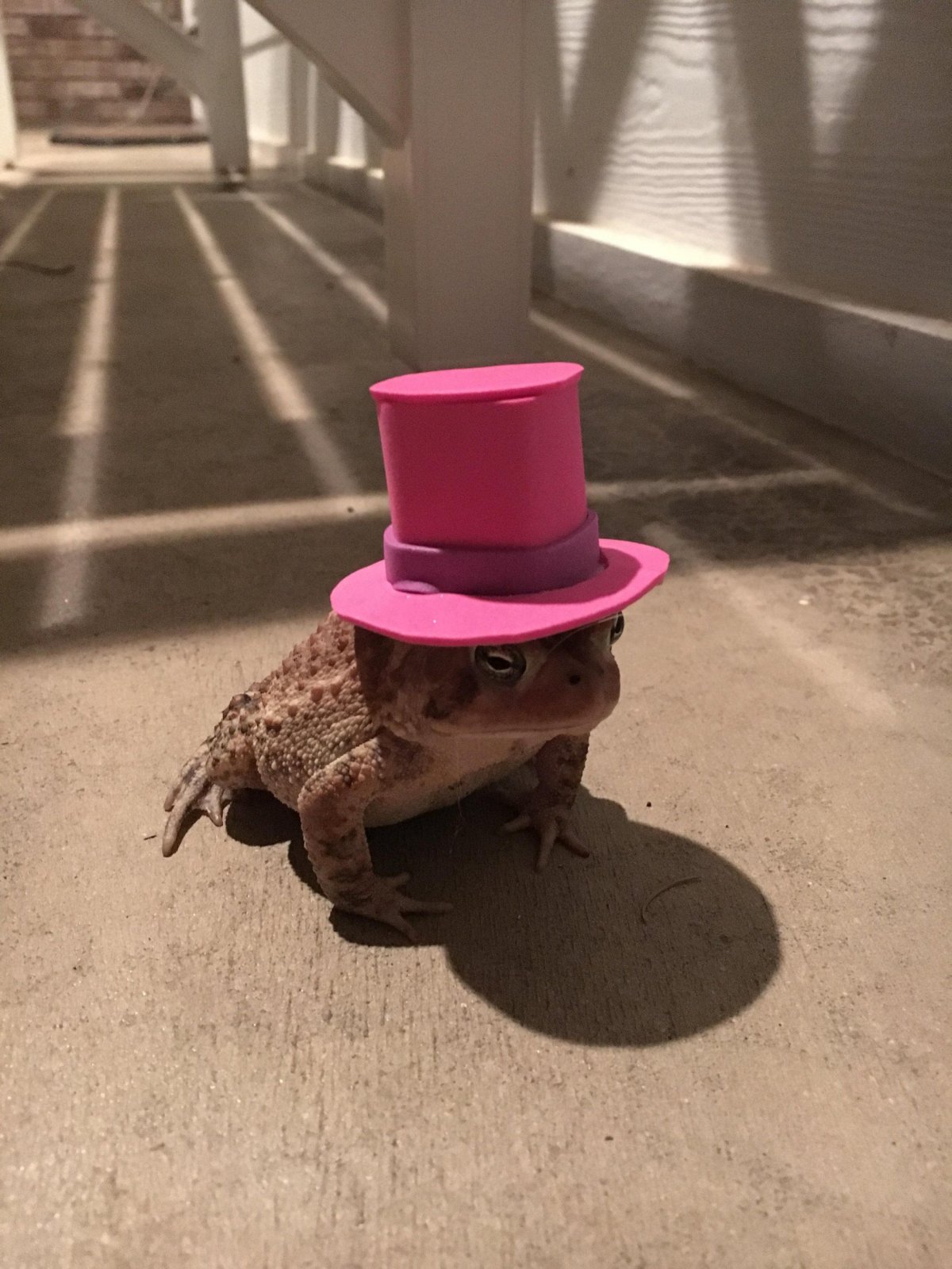 Лягушка в шляпе (64 фото)