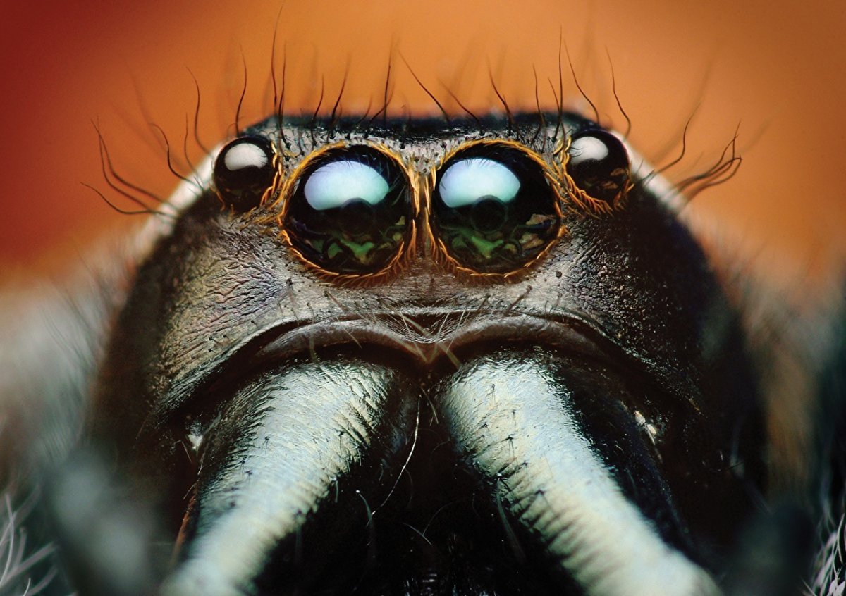 Глаза насекомых (63 фото)