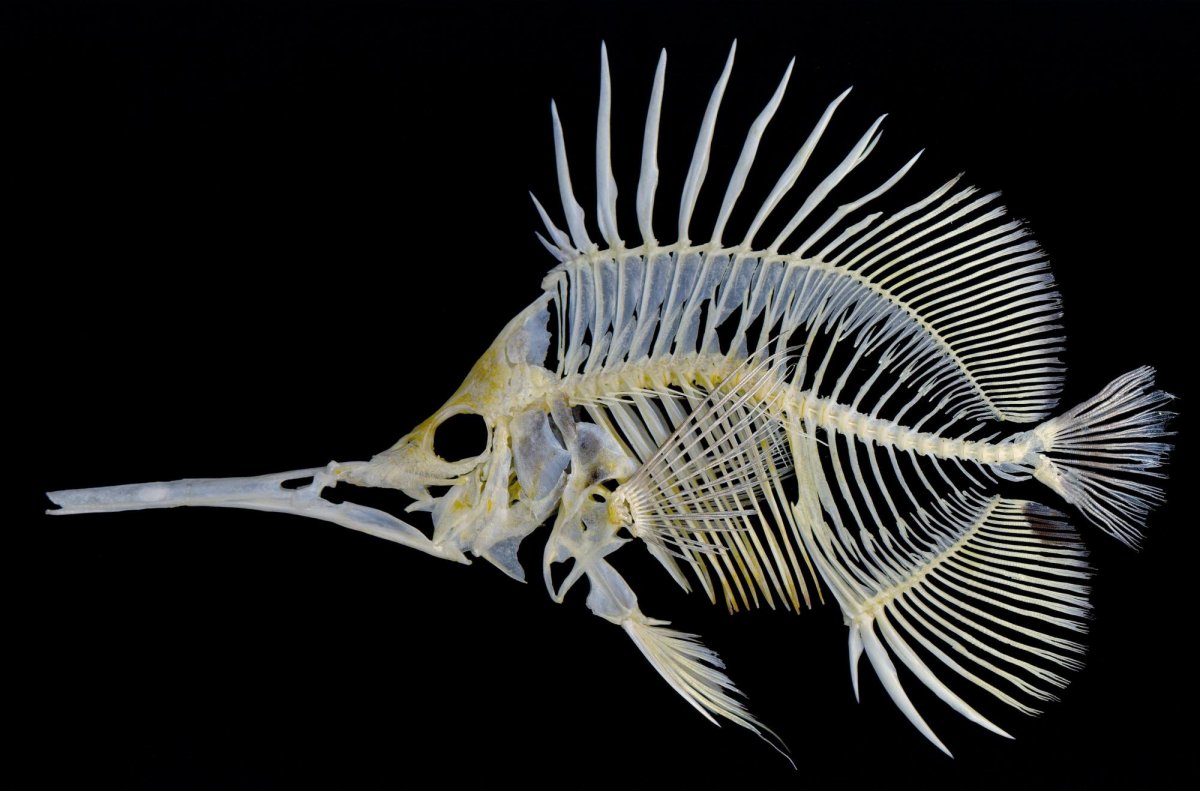 Рыба рентген (54 фото)