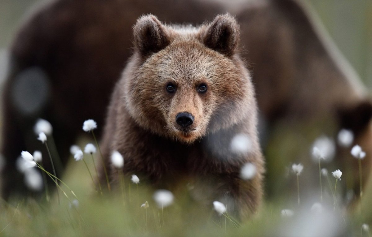 Ve bear. Бурый медведь ЯНАО. Бурый медведь с медвежатами. Морда медведя. Красивый бурый медведь.