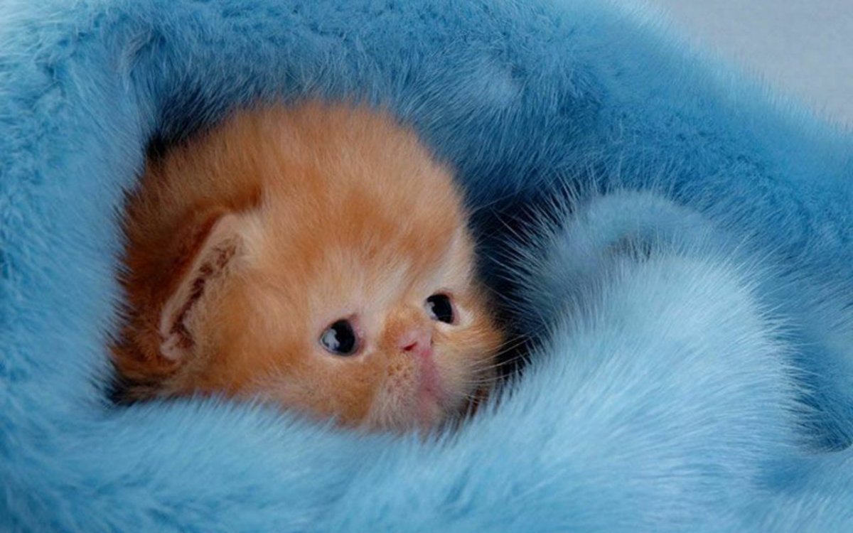 Самый маленький котёнок в мире (62 фото)