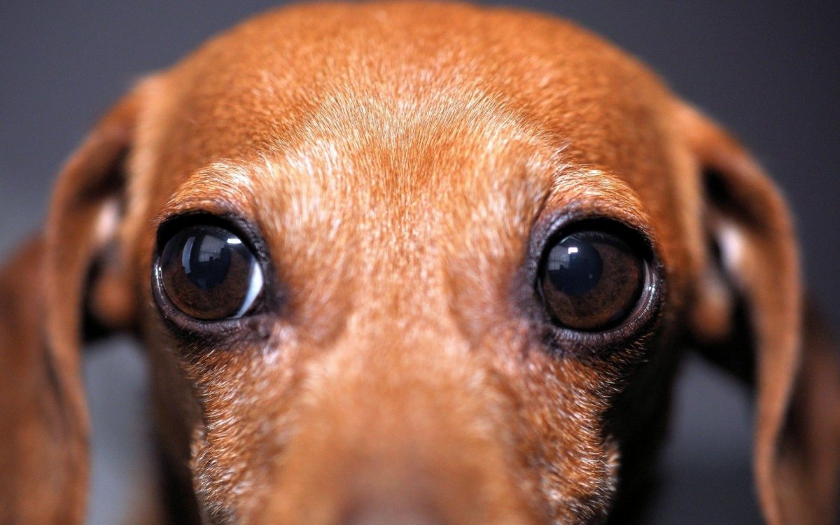 Собака с большими глазами (59 фото)