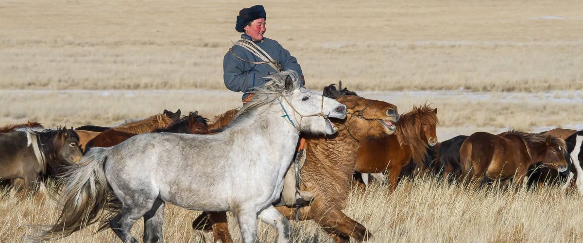 Монгольская порода лошадей (62 фото)