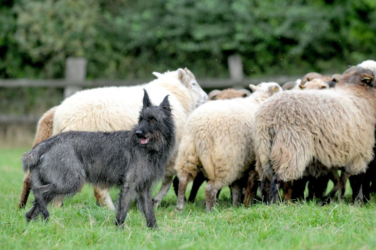 Собаки пастухи породы (56 фото)