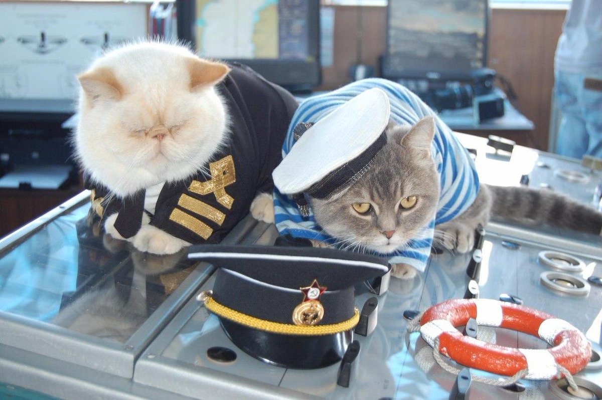 Кот моряк (60 фото)