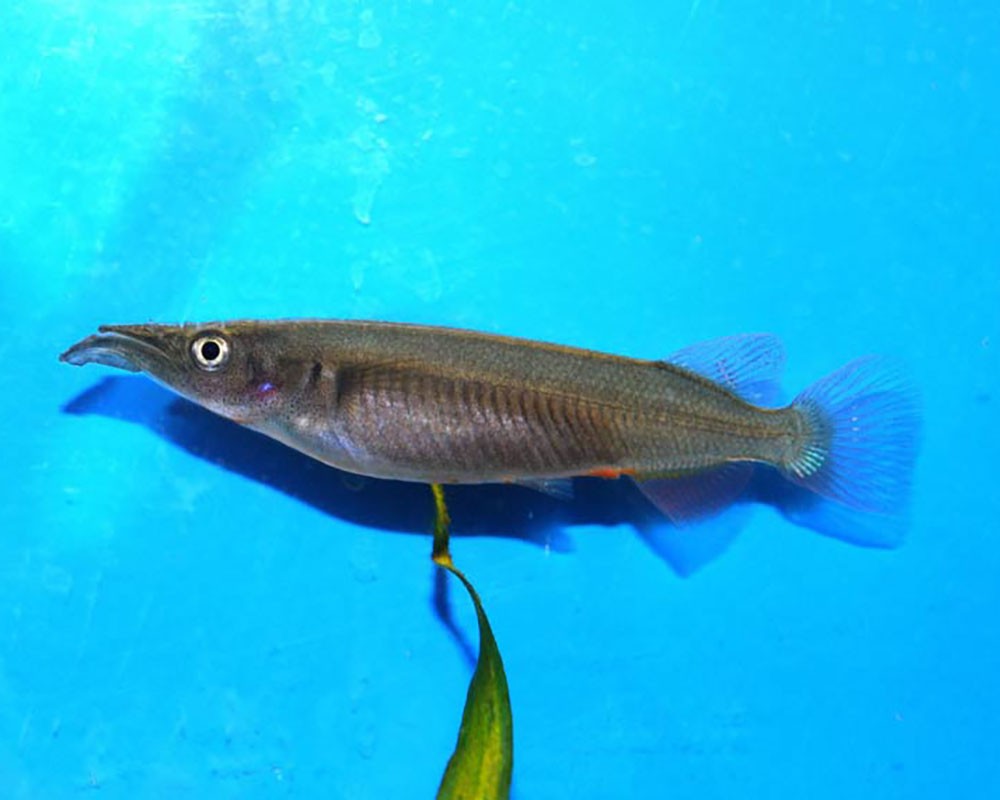 Дермогенис аквариумная рыбка (61 фото)