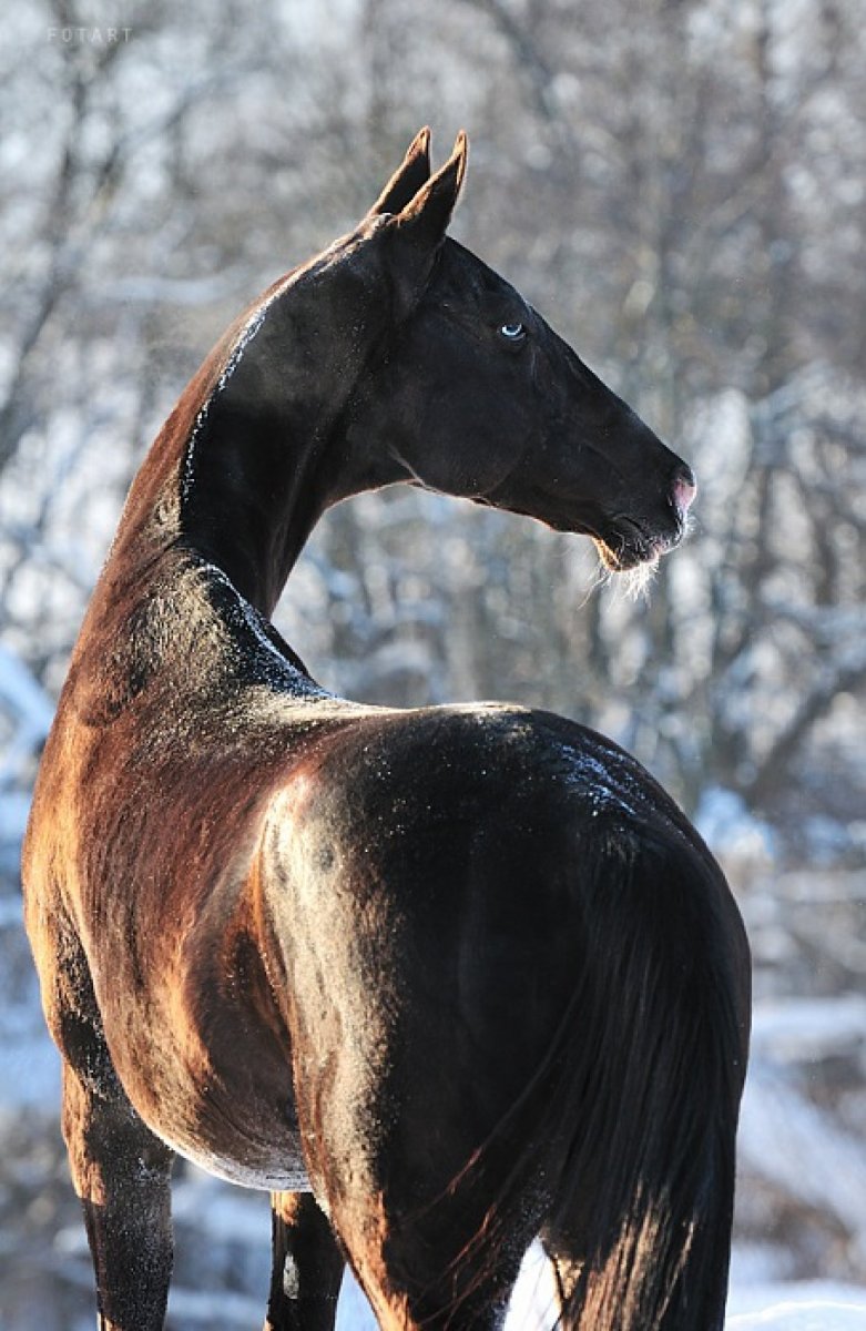 Ахалтекинский конь (61 фото)