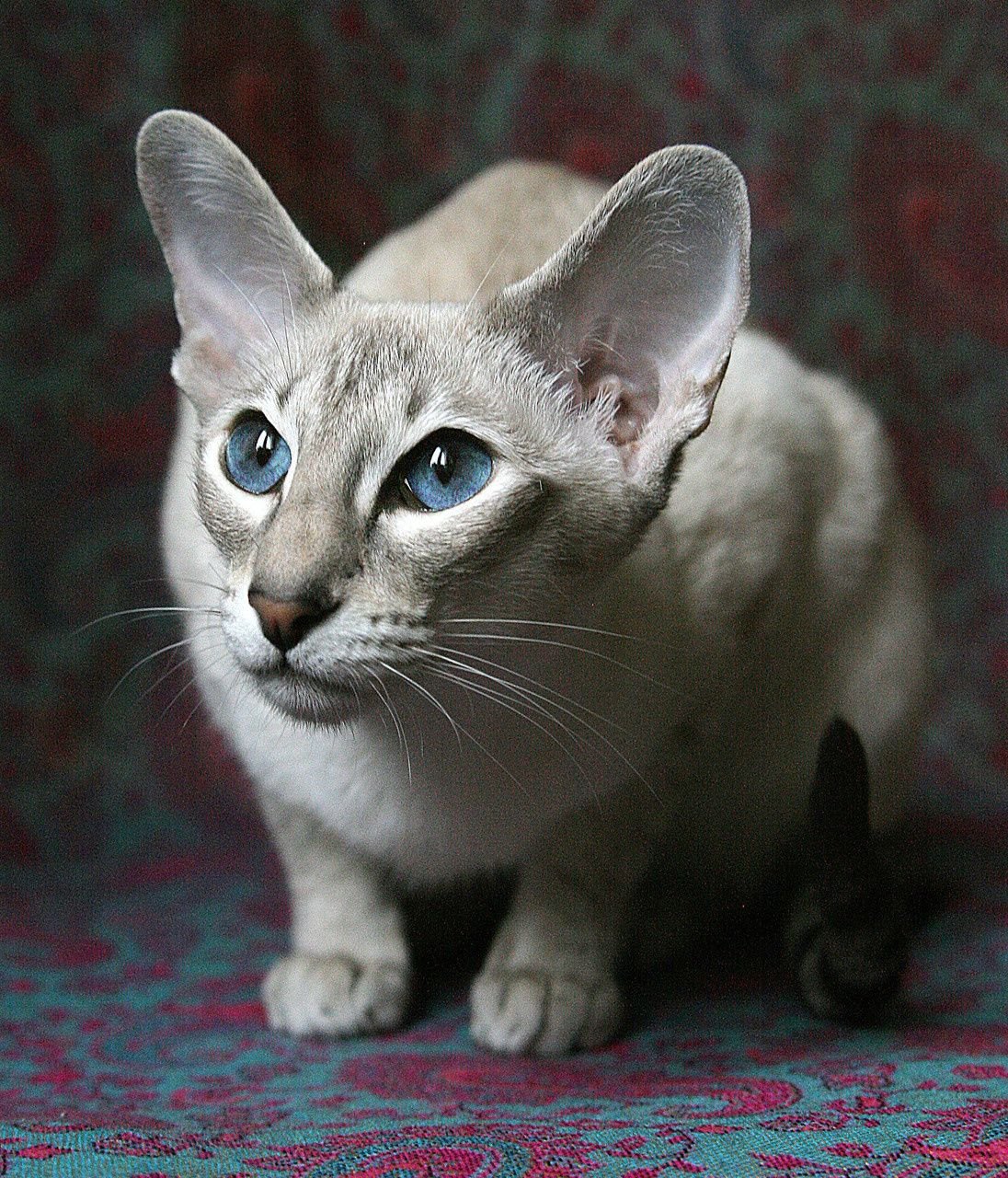 Ушастый кот порода (60 фото)