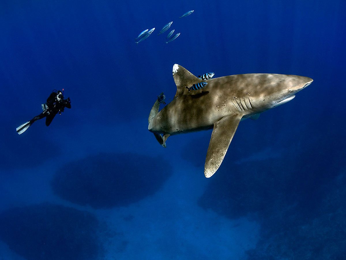 Длиннокрылые акулы в Египте. Oceanic Whitetip Shark. Длиннокрылая акула.