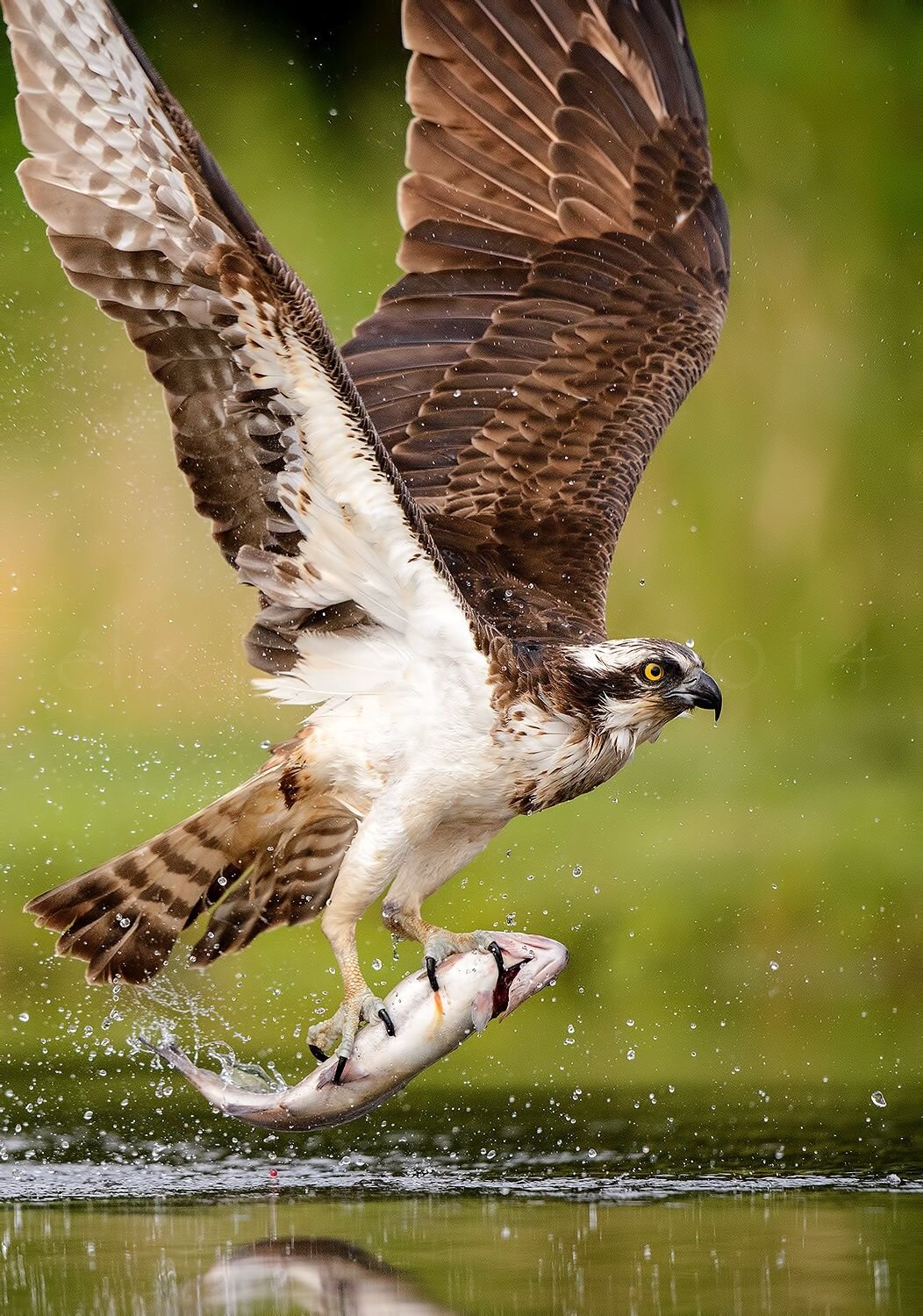 Скопа сова. Скопа (Pandion haliaetus). Лунь канюк тетеревятник. Орлиные Ястребиные. Ястреб Скопа.