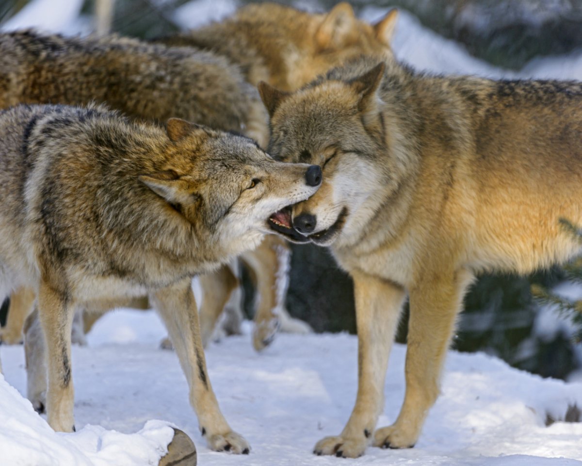 Волк Альфа самец (45 фото)