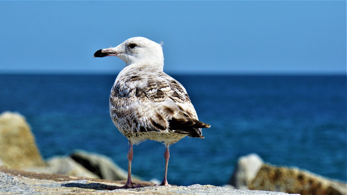 Птицы Балтийского моря (37 фото)