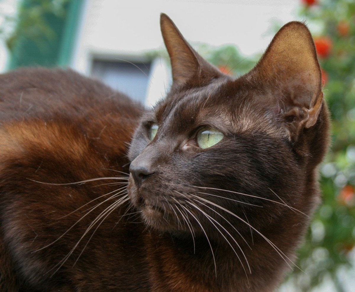 Коричневый кот порода (61 фото)