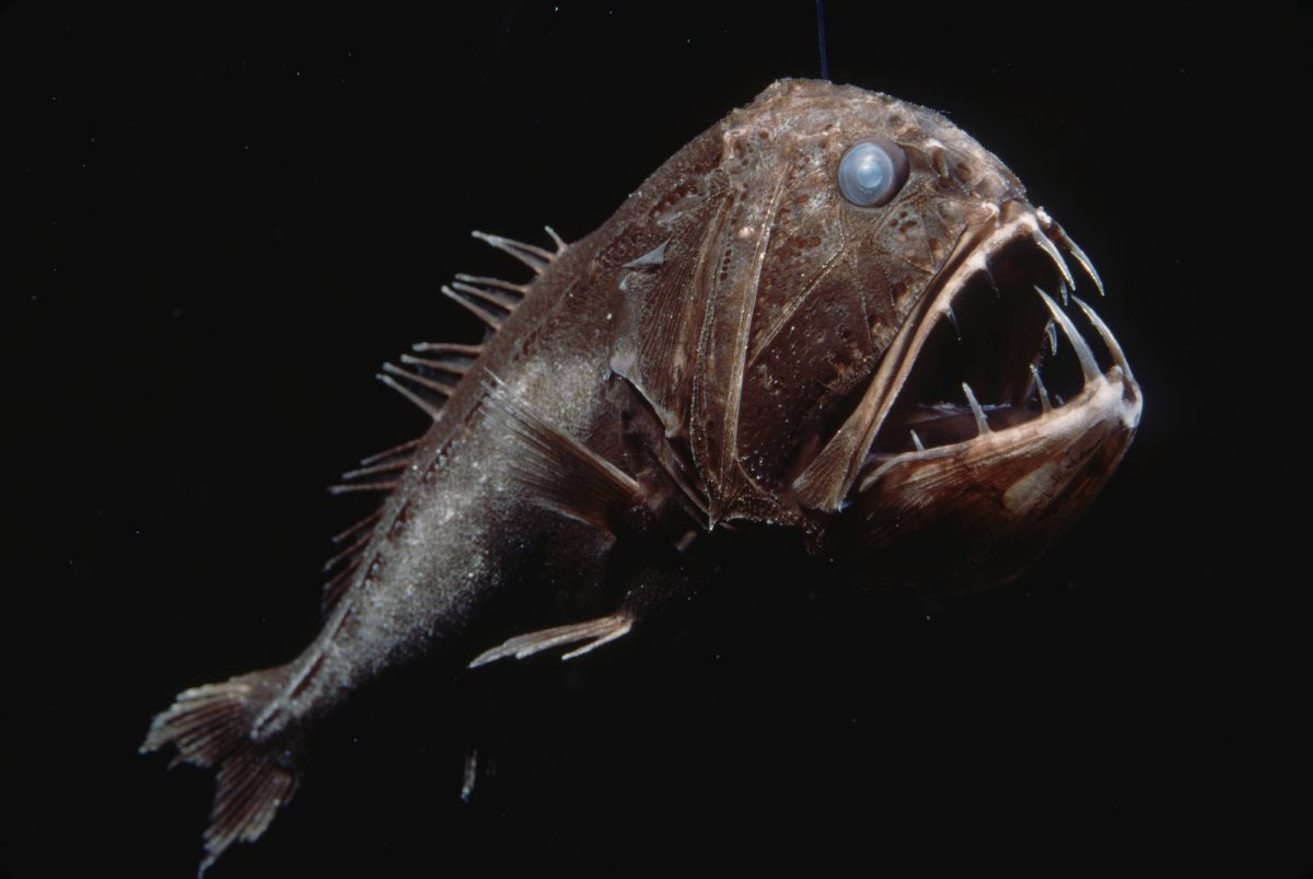 Саблезуб рыба (62 фото)